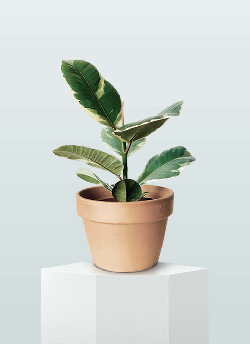 flower-004-a.jpg flower 004 a.jpg