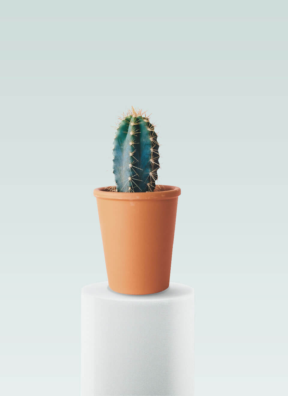 flower-01-a.jpg flower 01 a.jpg