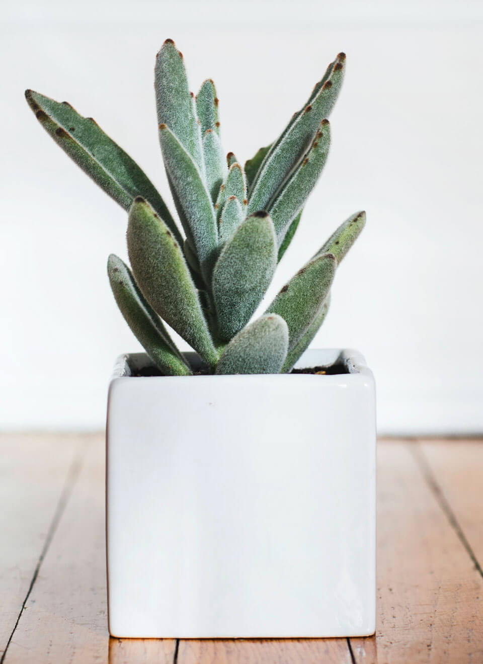 flower-02-c.jpg flower 02 c.jpg