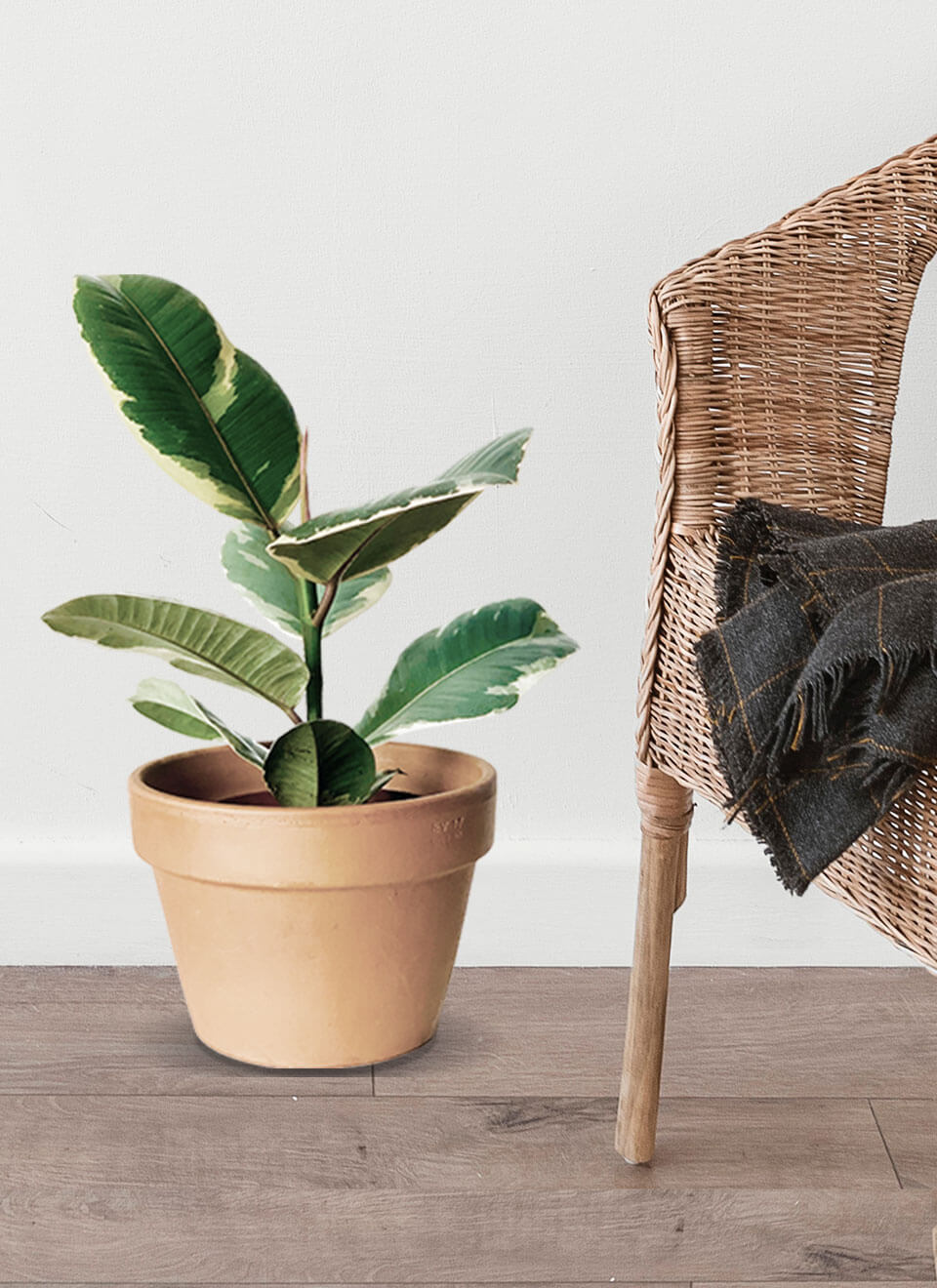 flower-04-b.jpg flower 04 b.jpg