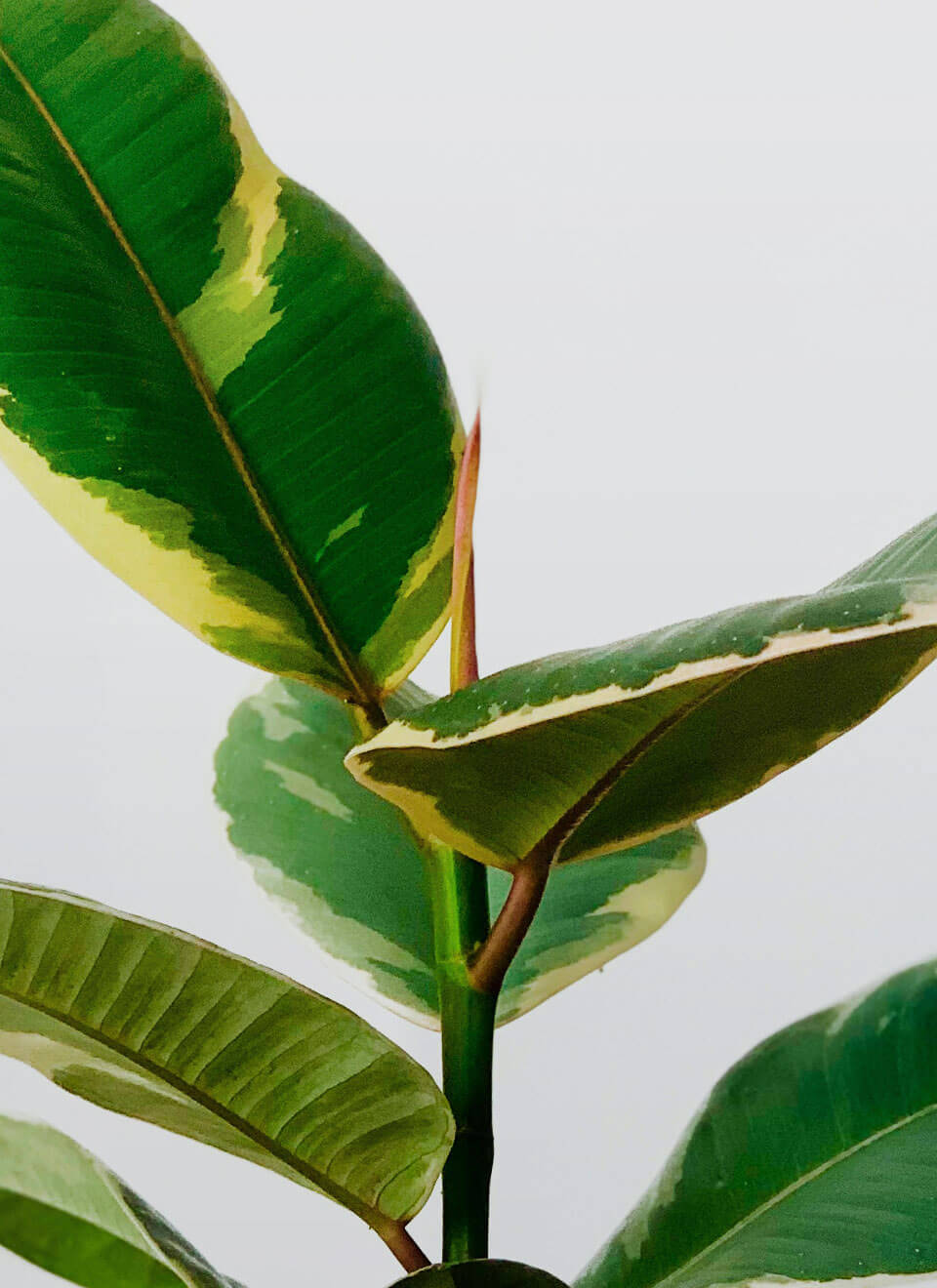 flower-04-c.jpg flower 04 c.jpg