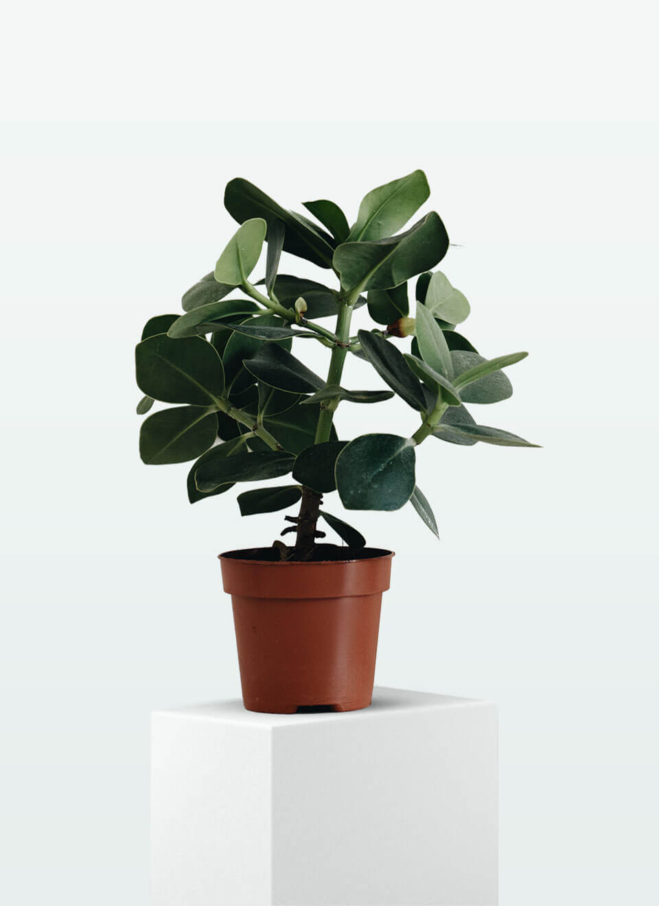 flower-05-a.jpg flower 05 a.jpg