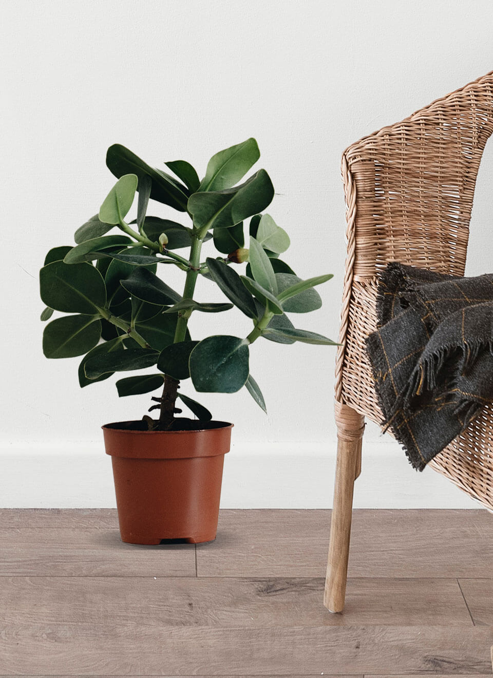 flower-05-b.jpg flower 05 b.jpg