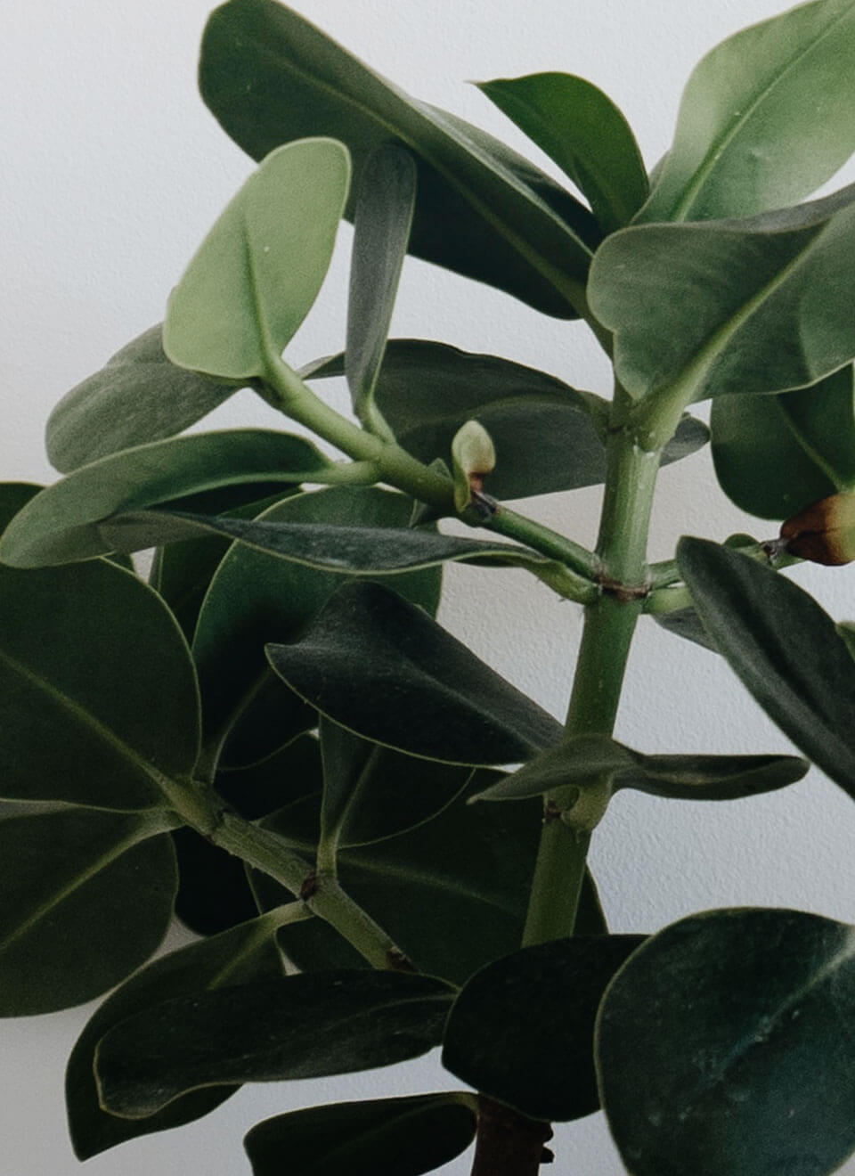 flower-05-c.jpg flower 05 c.jpg