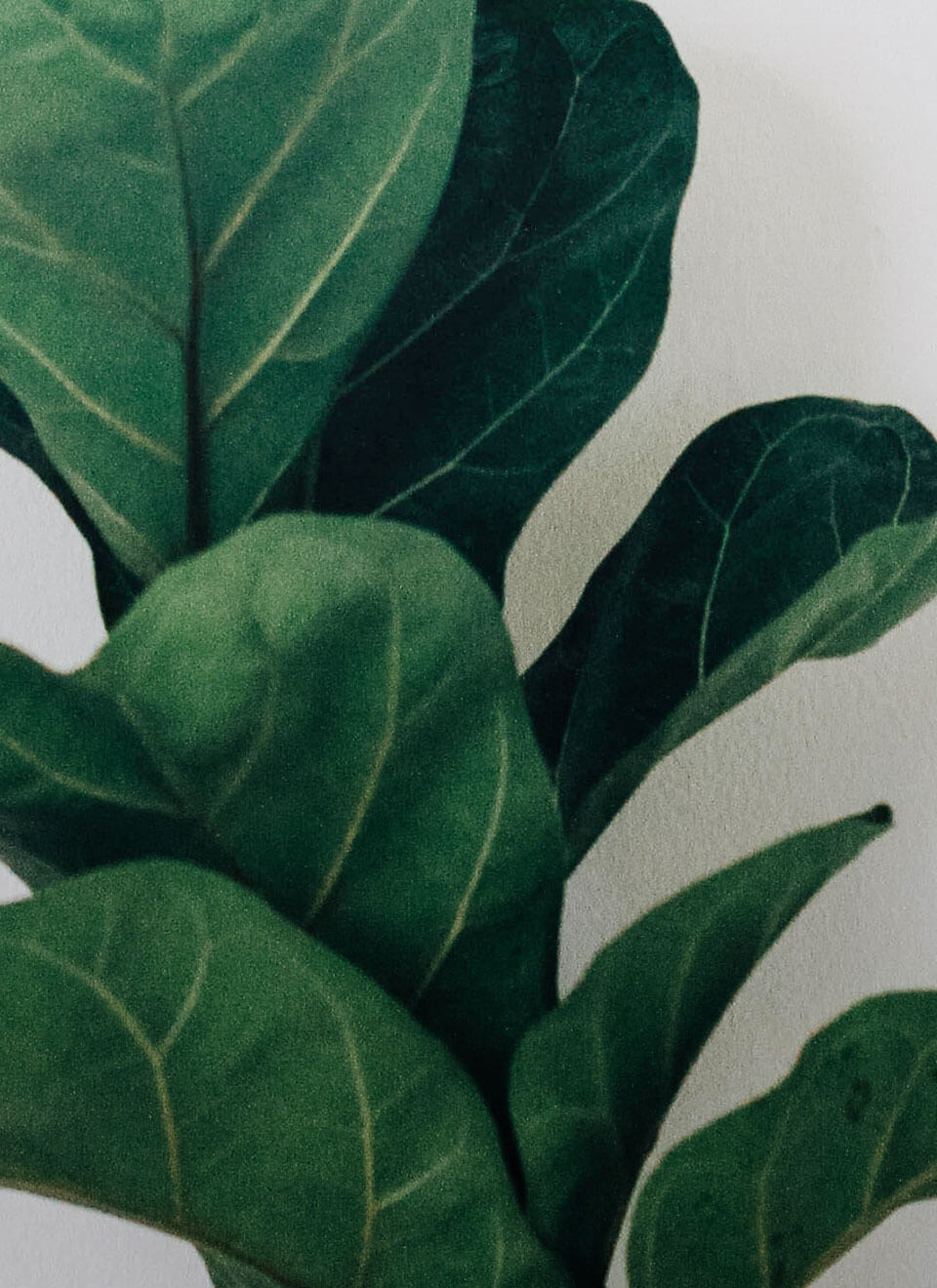 flower-06-c.jpg flower 06 c.jpg