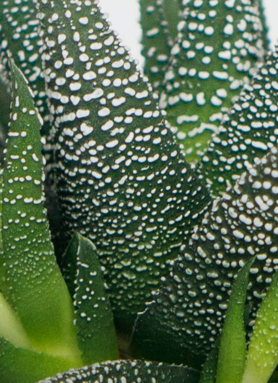 flower-07-c.jpg flower 07 c.jpg